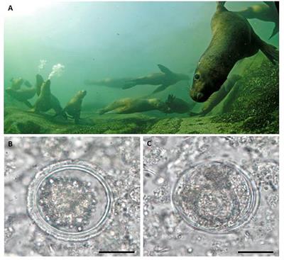 Gastrointestinal Parasites and Bacteria in Free-Living South American Sea Lions (Otaria flavescens) in Chilean Comau Fjord and New Host Record of a Diphyllobothrium scoticum-Like Cestode